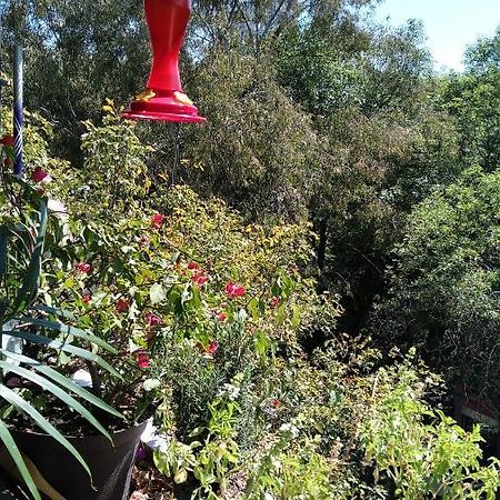 Charming Sunny Bedroom Overlooking Beautiful Amsterdam Avenue In Best Condesa Area Mexico by Eksteriør bilde