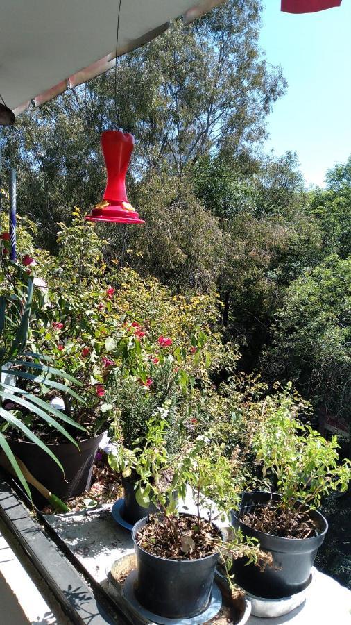 Charming Sunny Bedroom Overlooking Beautiful Amsterdam Avenue In Best Condesa Area Mexico by Eksteriør bilde